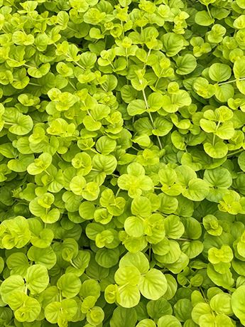 vrbina penízkovitá 'Goldii'