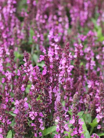 šalvěj nádherná 'Moreau Rose Compact'