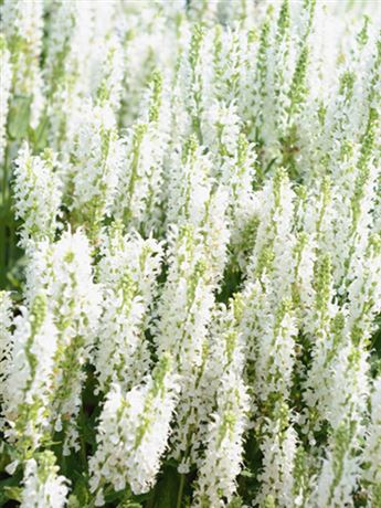 šalvěj nádherná 'Moreau White'