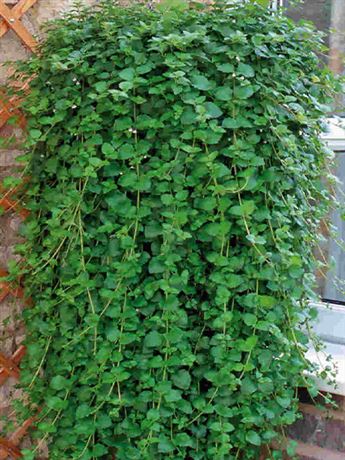 saturejka Douglasova 'Indian Mint'