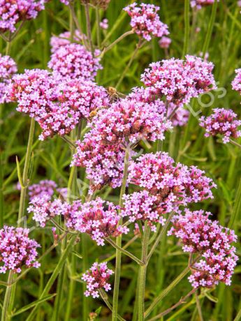 sporýš argentinský 'Violetta'