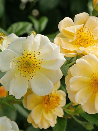 růže pnoucí 'KORDES Sunny Siluetta'