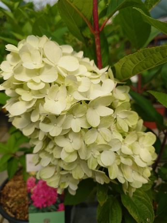 hortenzie latnatá 'Bonfire'