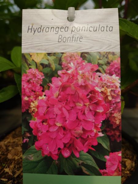 hortenzie latnatá 