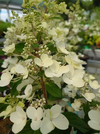 hortenzie latnatá 'Petite Lantern'
