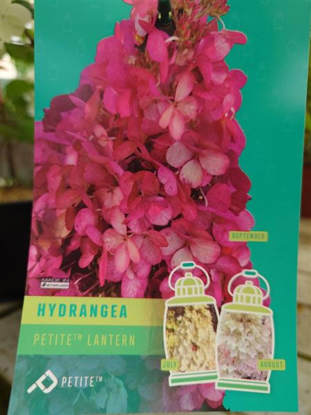 hortenzie latnatá 