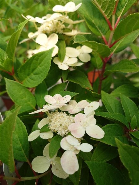 hortenzie latnatá 