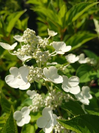 hortenzie latnatá 'Dharuma'