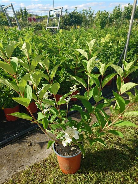 hortenzie latnatá 