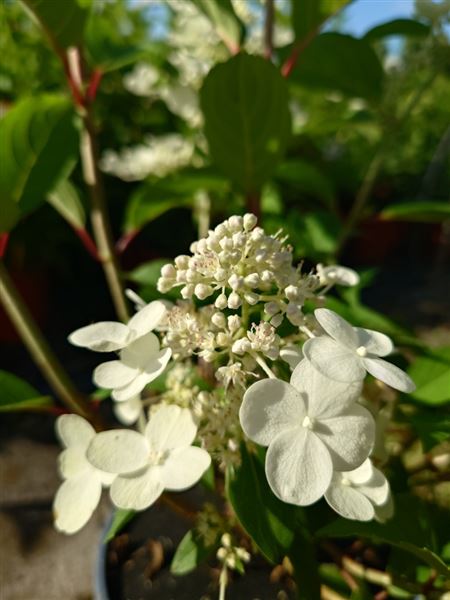 hortenzie latnatá 
