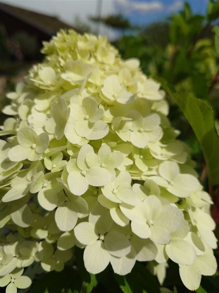 hortenzie latnatá 