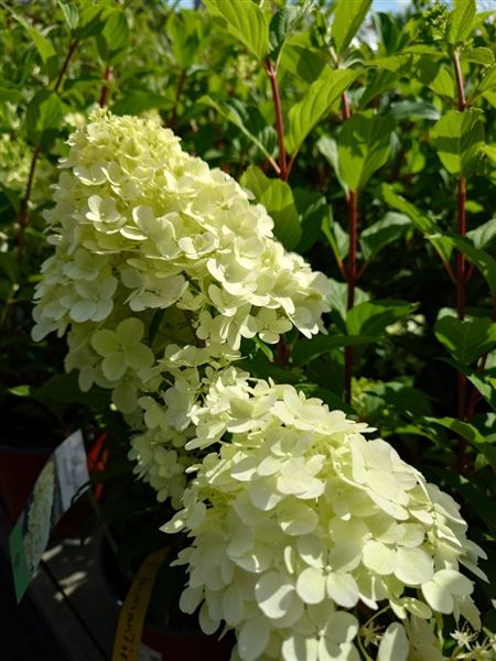 hortenzie latnatá 