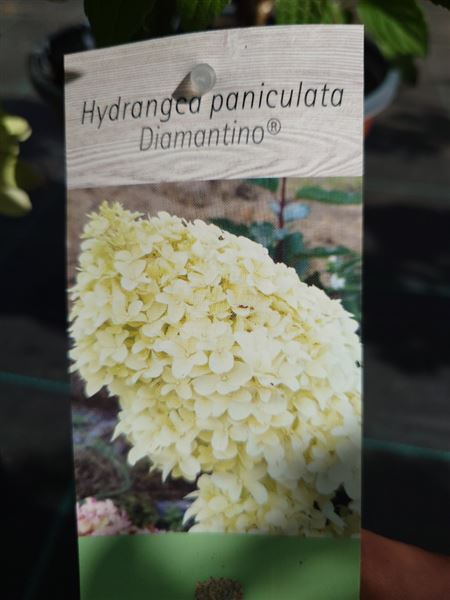 hortenzie latnatá 