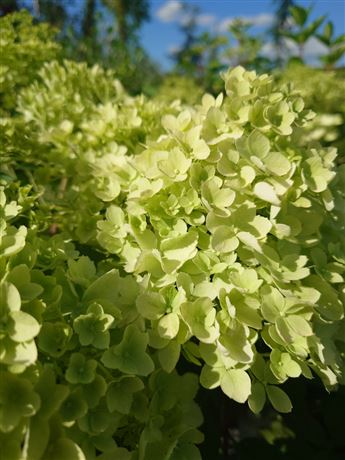 hortenzie latnatá 'Magical Andes'
