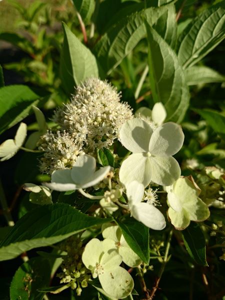 hortenzie latnatá 