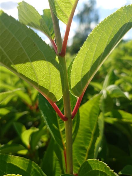 hortenzie latnatá 