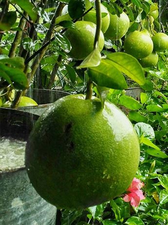 pomelo