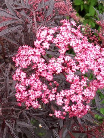 bez černý 'Cherry Lace'