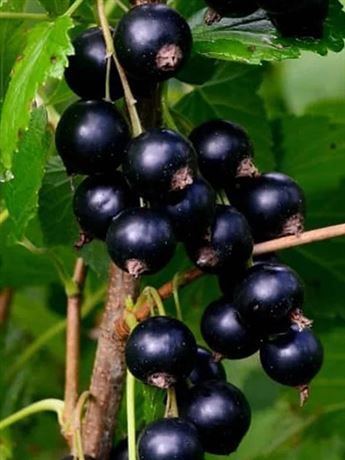 plodová meruzalka 'Black Giant Missouri'