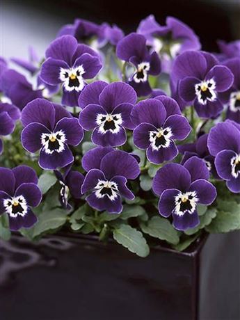 maceška drobnokvětá 'Floral Power Purple Face'
