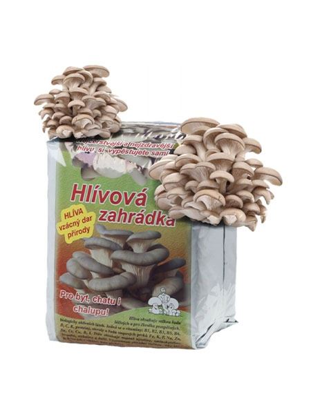 substrát Hlíva ústřičná