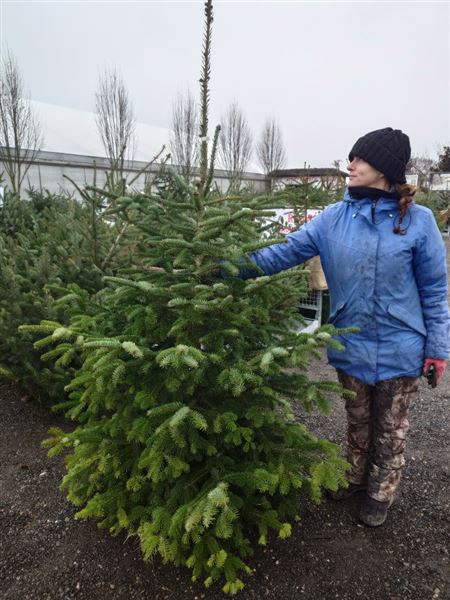 Vánoční stromek M