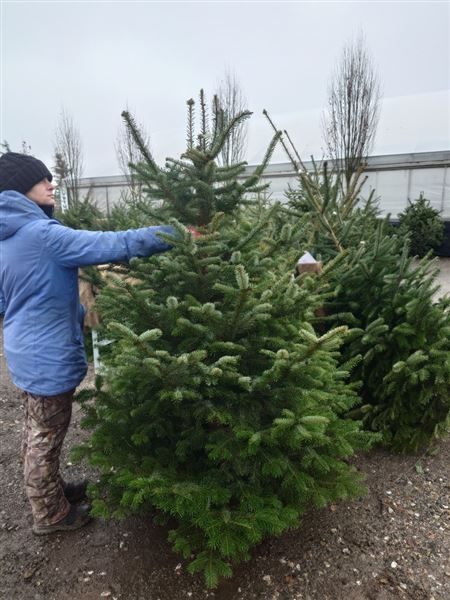 Vánoční stromek M