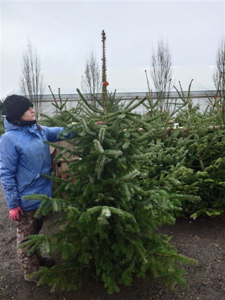 Vánoční stromek L