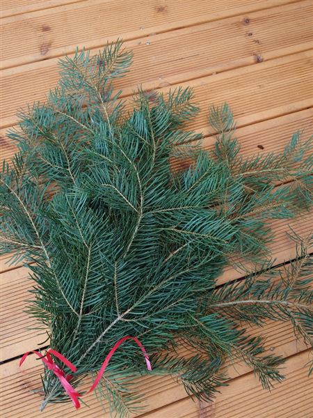 Svazek chvojí z jedle a smrku