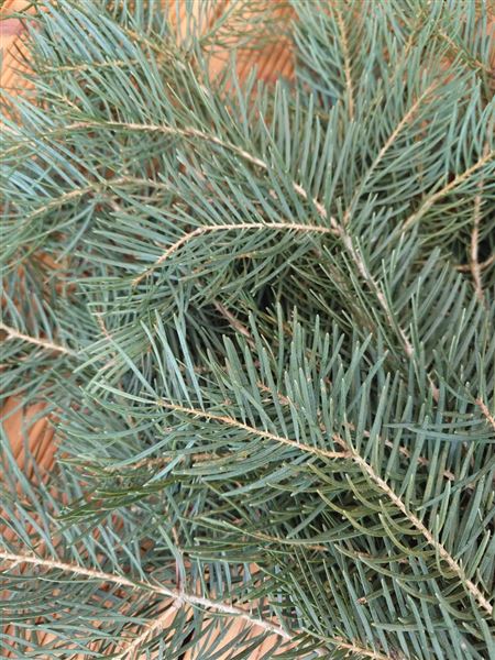 Svazek chvojí z jedle a smrku