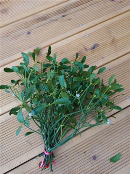 Svazek jmelí Klasik