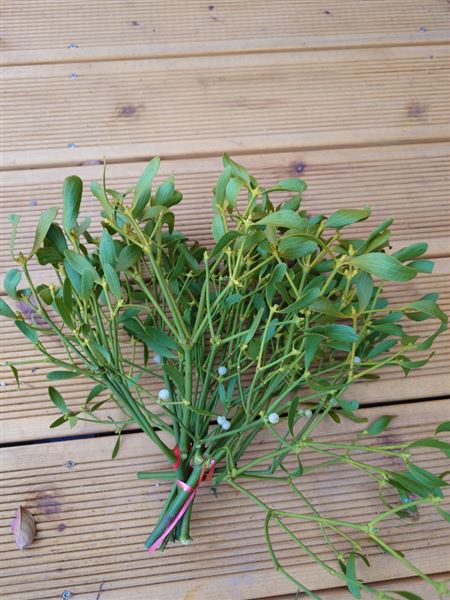 Svazek jmelí Klasik