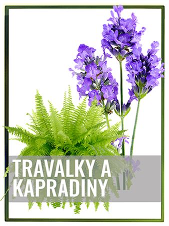 Trvalky v AKCI