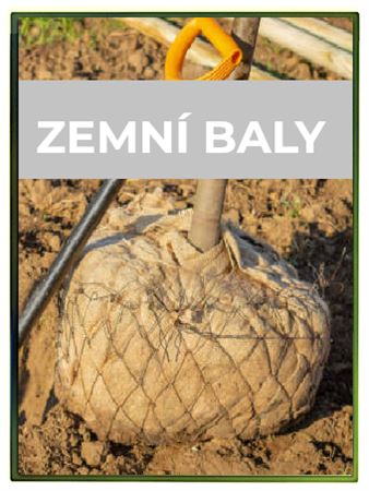 Rostliny v zemním balu