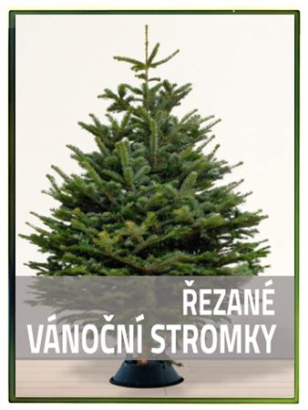 Řezané vánoční stromky