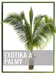 Exotika a palmy
