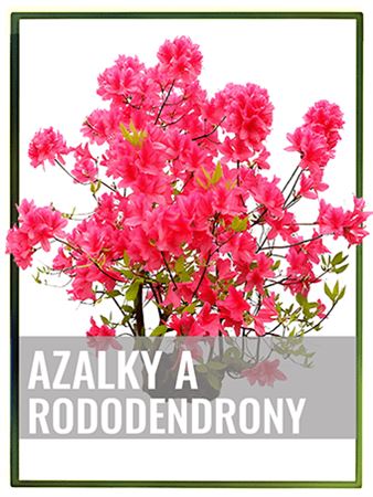 Azalky a rododendrony