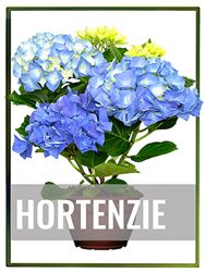 Hortenzie