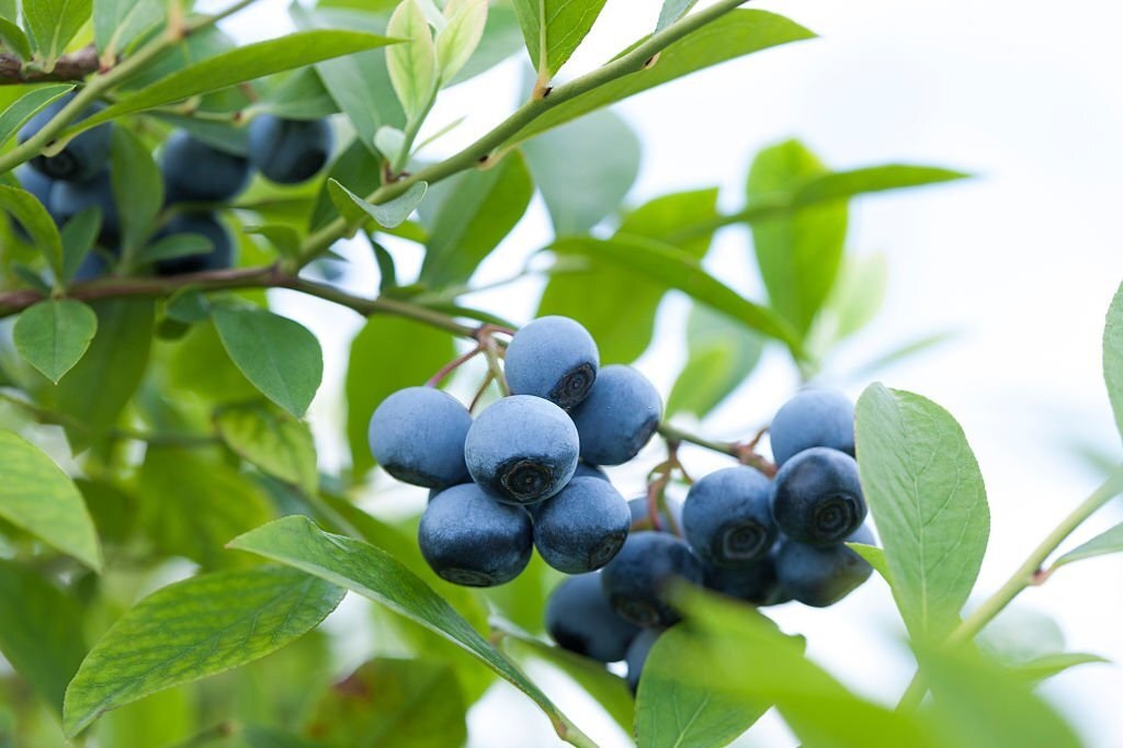 Odrůda kanadské borůvky Bluecrop