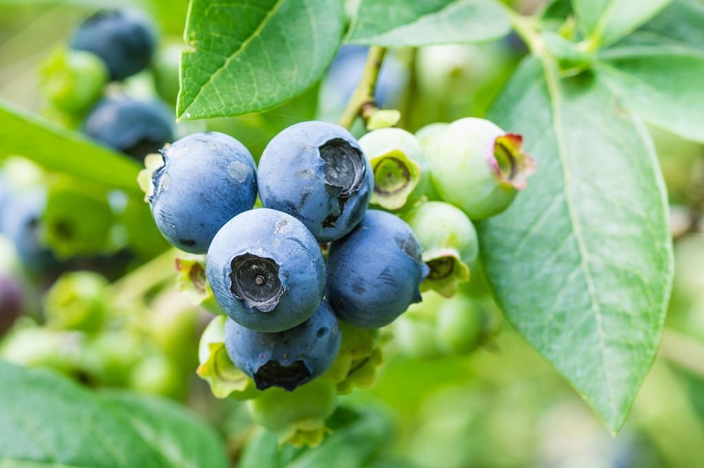 Odrůda kanadské borůvky Bluecrop