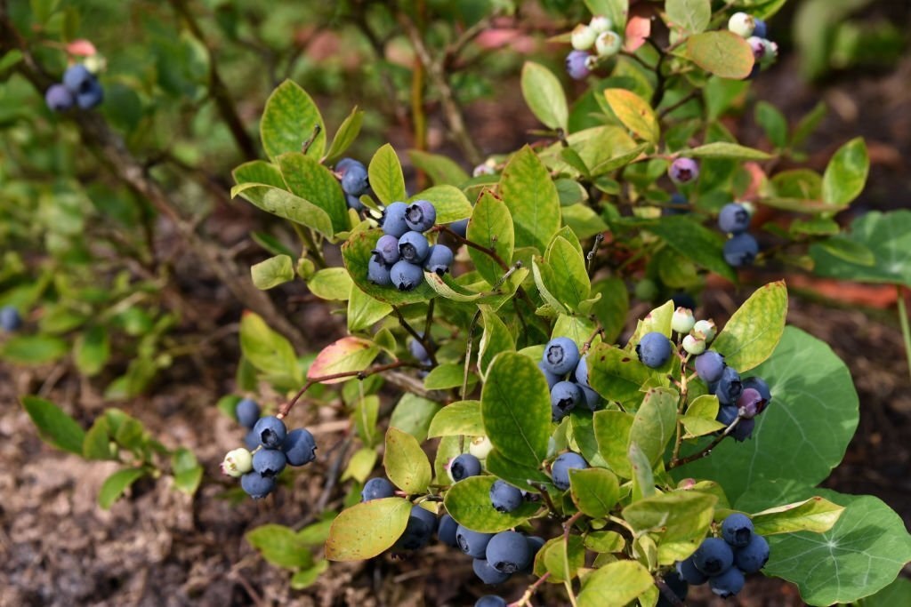 Odrůda kanadské borůvky Bluecrop