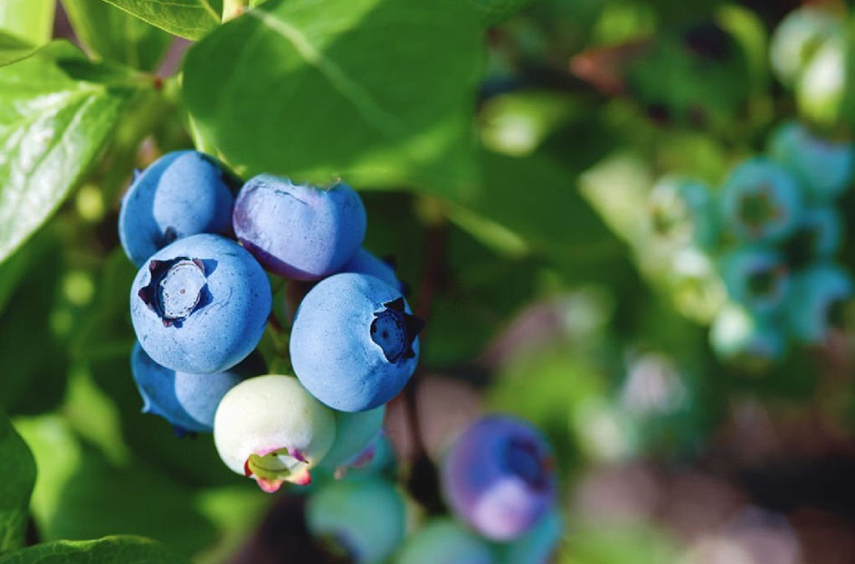Odrůda kanadské borůvky North Blue