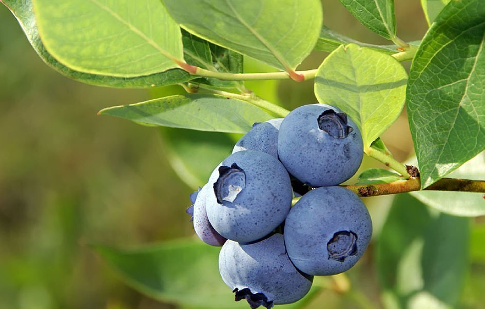 Odrůda kanadské borůvky North Blue