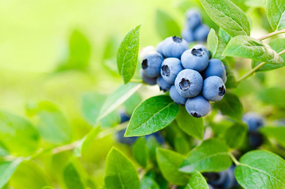 Odrůda kanadské borůvky North Blue