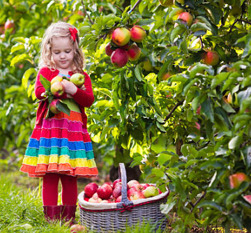 Kouzlo ovocných alejí